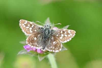 Grizzled Skipper