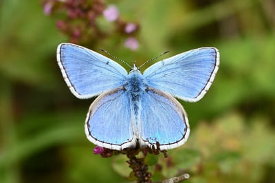 Adonis Blue