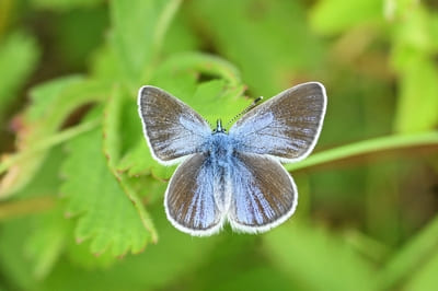 Green-underside blue