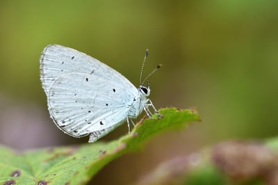 Holly Blue