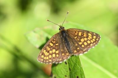 Heath Fritillary