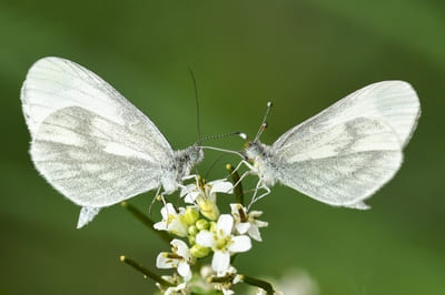 Wood White