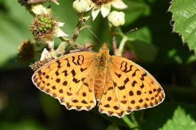 Marbled Fritillary