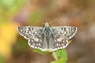 Oberthür&apos;s Skipper