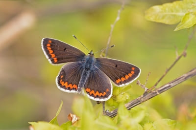 Brown Argus