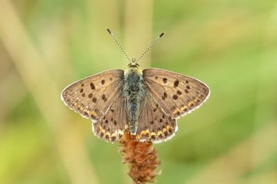 Sooty Copper