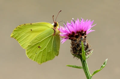 Brimstone