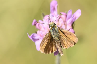 Lulworth Skipper