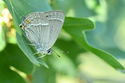 Purple Hairstreak