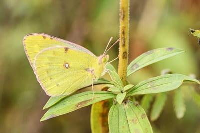 Pale Clouded Yellow