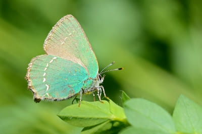 Green Hairstreak