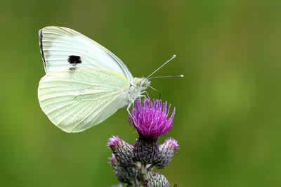 Large White