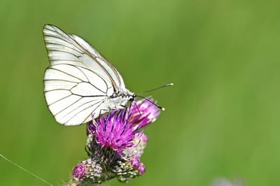 Black-veined White