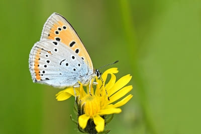 Large Copper