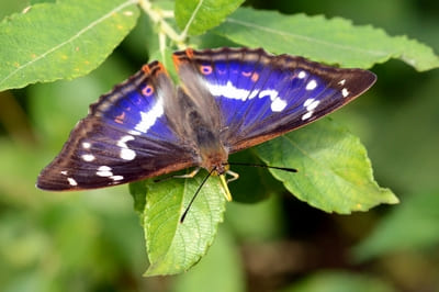 Purple Emperor