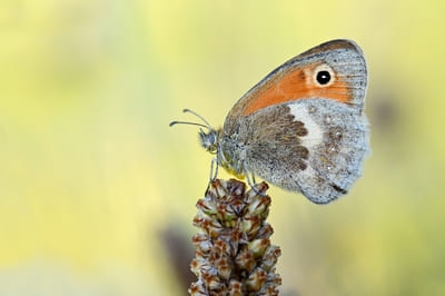 Small Heath