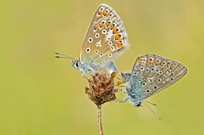 Common Blue