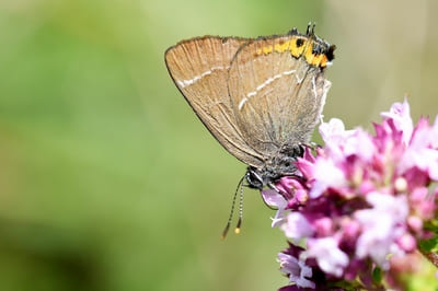 White-letter Hairstreak