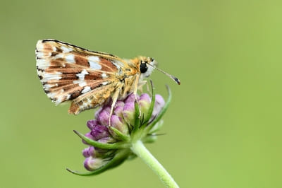 Red Underwing Skipper