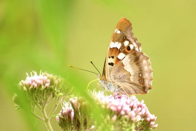 Lesser Purple Emperor