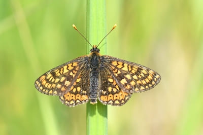 Marsh Fritillary