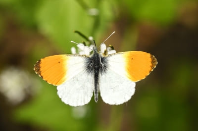 Orangetip