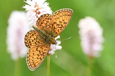 Bog fritillary