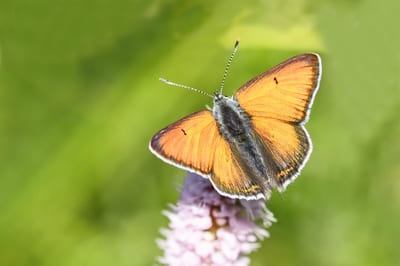 Purple-edged Copper