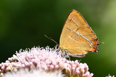 Brown Hairstreak