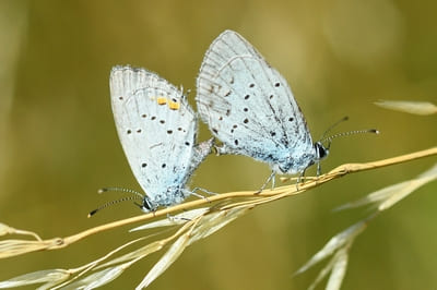 Short-tailed Blue