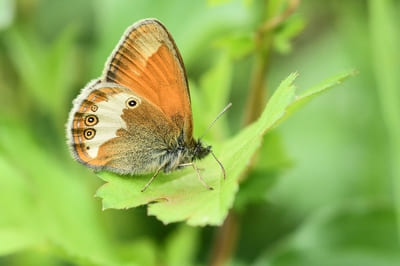 Pearly Heath