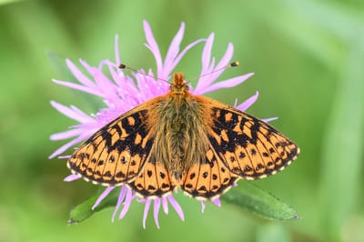 Cranberry Fritillary