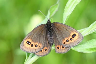 Woodland Ringlet