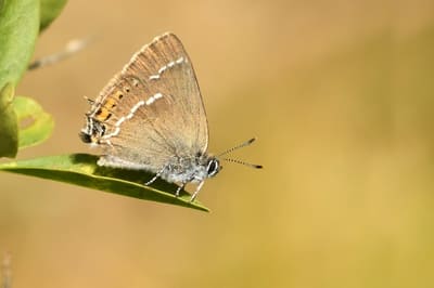 Blue spot hairstreak