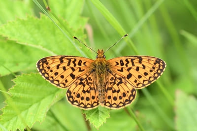 Small Pearl-bordered Fritillary