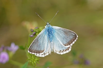 Chalk-hill Blue