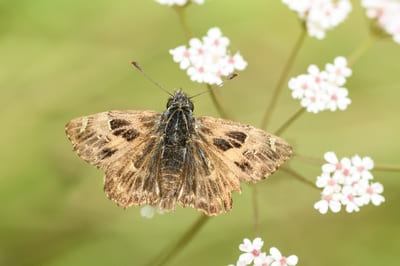 Mallow Skipper