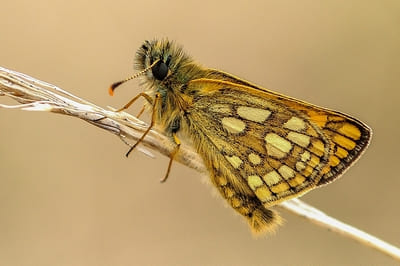 Chequered Skipper